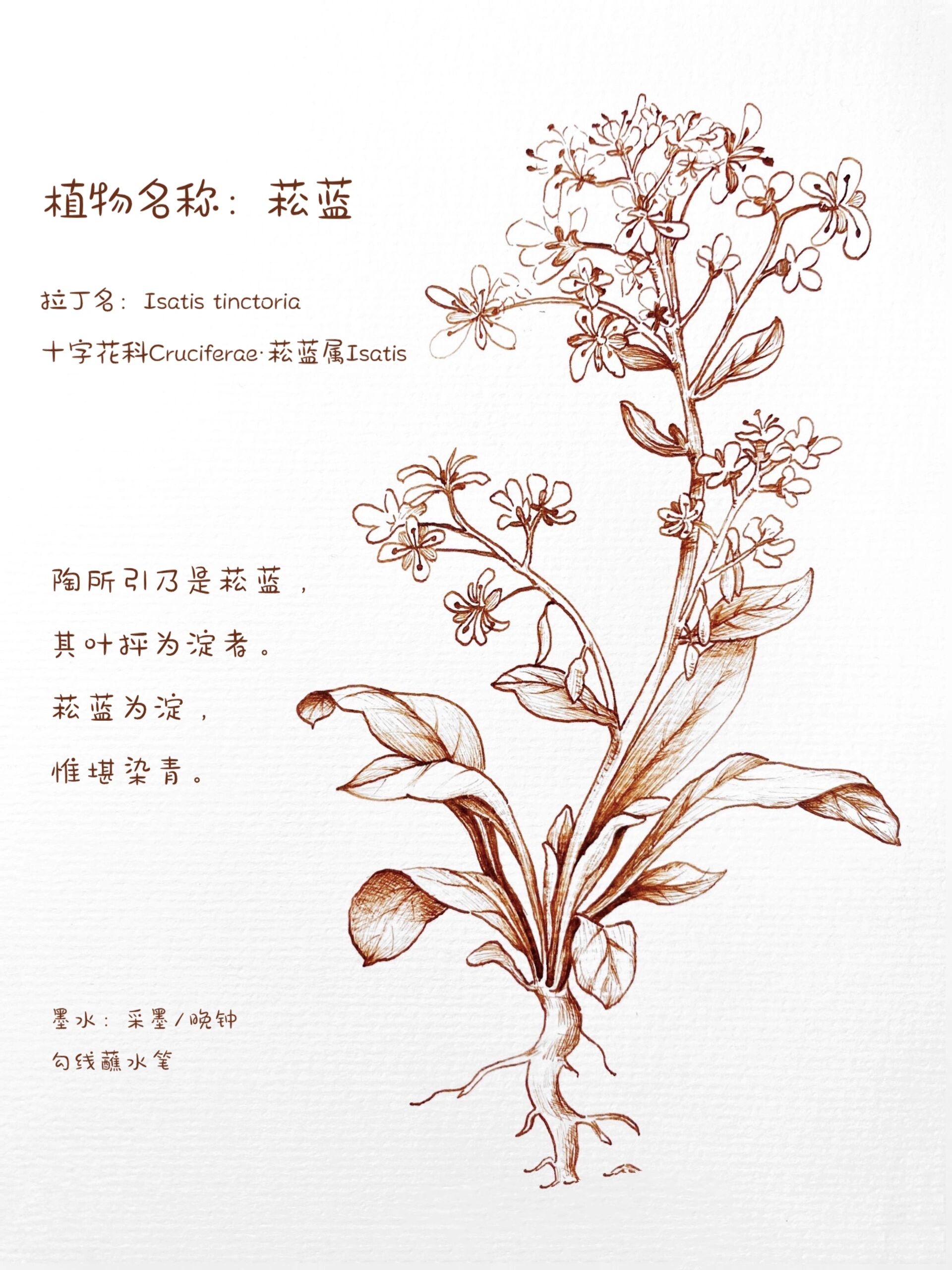 它还有个名字叫板蓝根