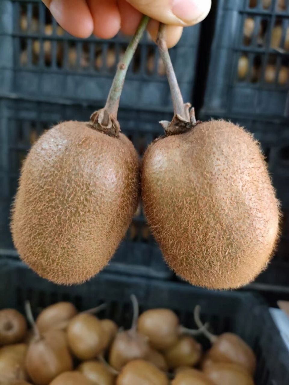 和平趣香3号猕猴桃,营养丰富,维c满满 趣香猕猴桃是绿心的猕猴桃,汁