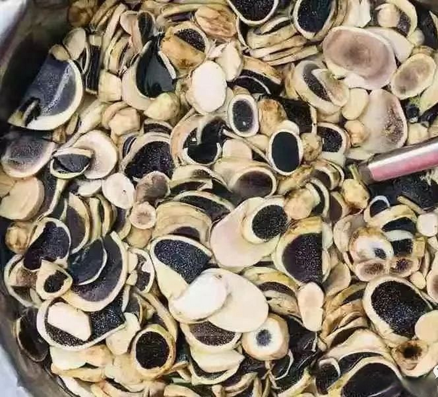 马屁泡学名马勃菌,成熟的马屁泡大小与婴孩的拳头相近.