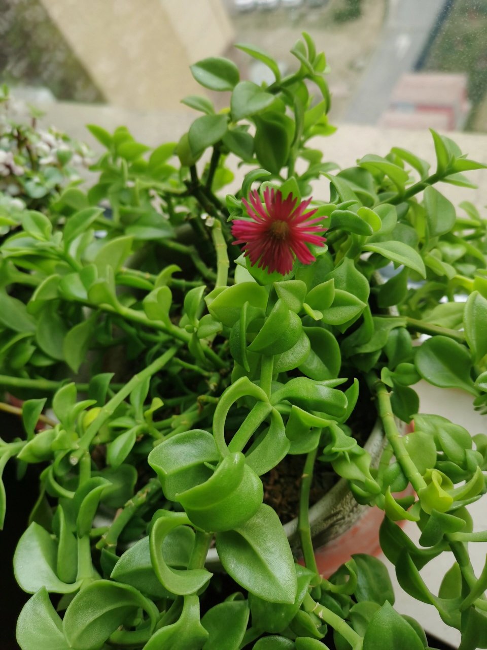 这个是穿心莲,它的叶子心形对生,肥厚翠绿,光照充足时还会有油亮光泽