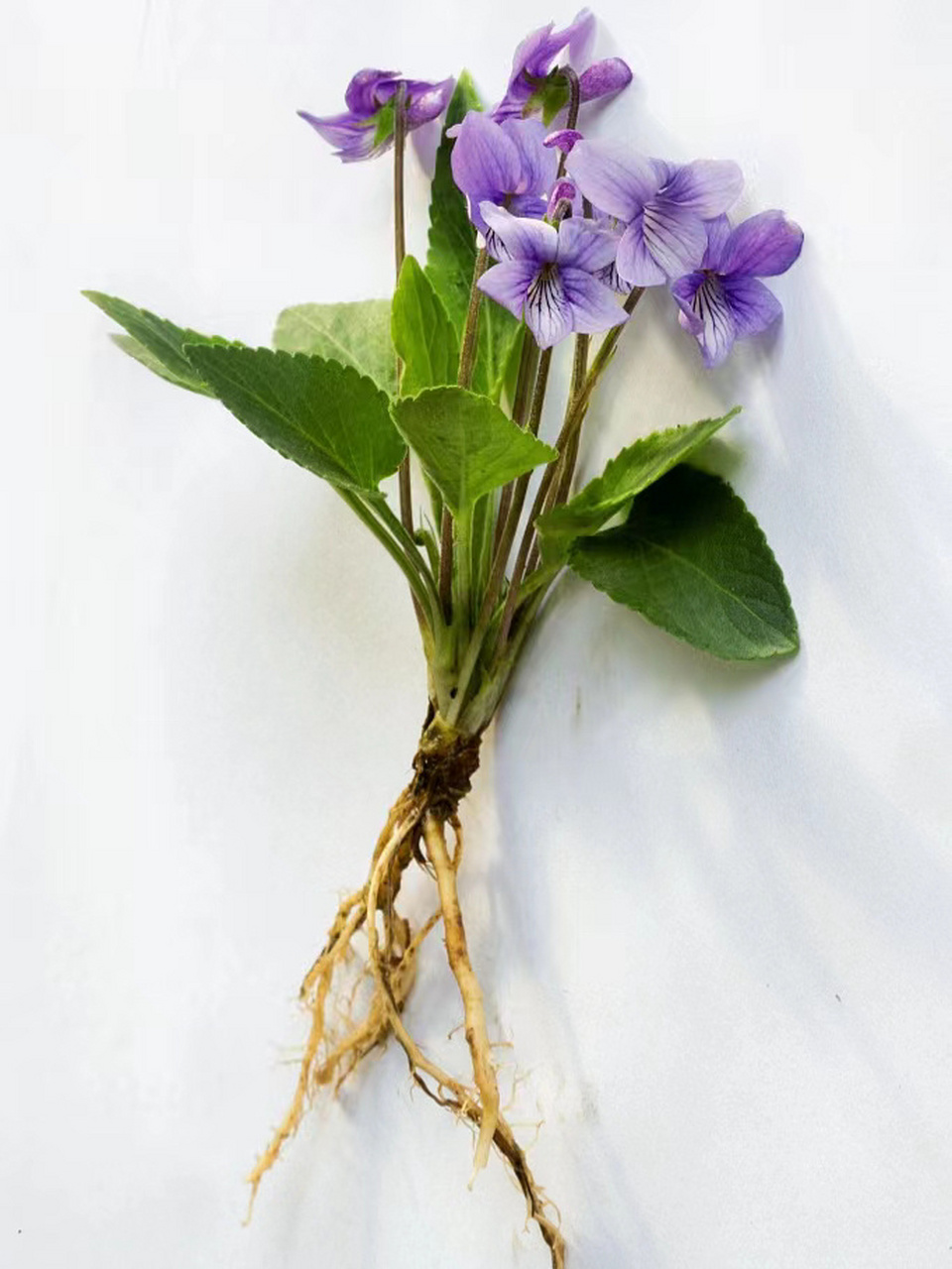 春日野草图谱-早开堇菜 早开堇菜(学名:viola prionantha bunge)是堇