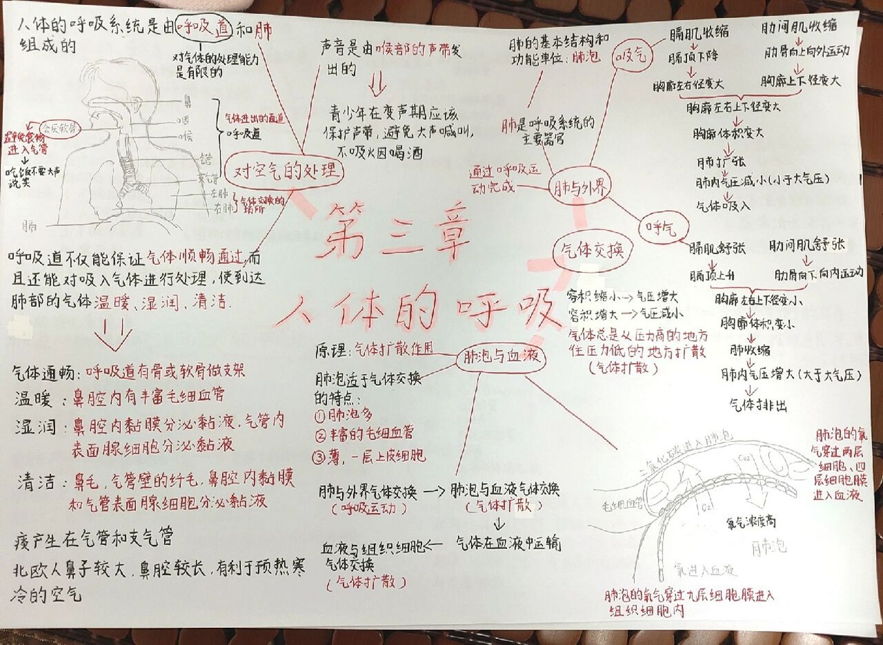 七下生物第三章思维导图