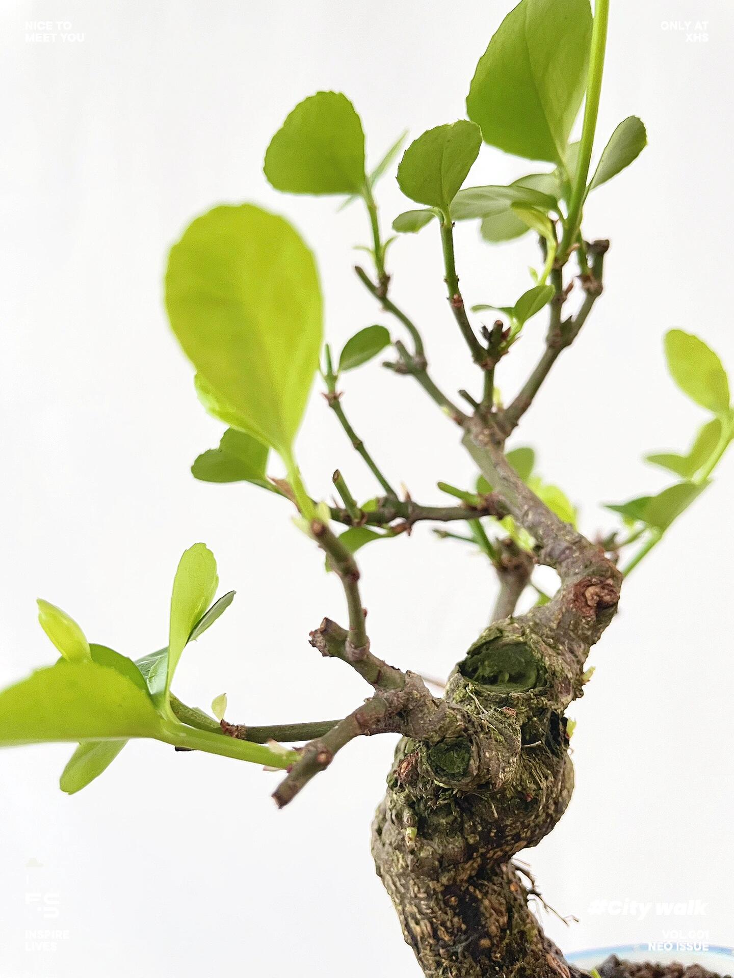 展叶阶段的小叶扶芳藤