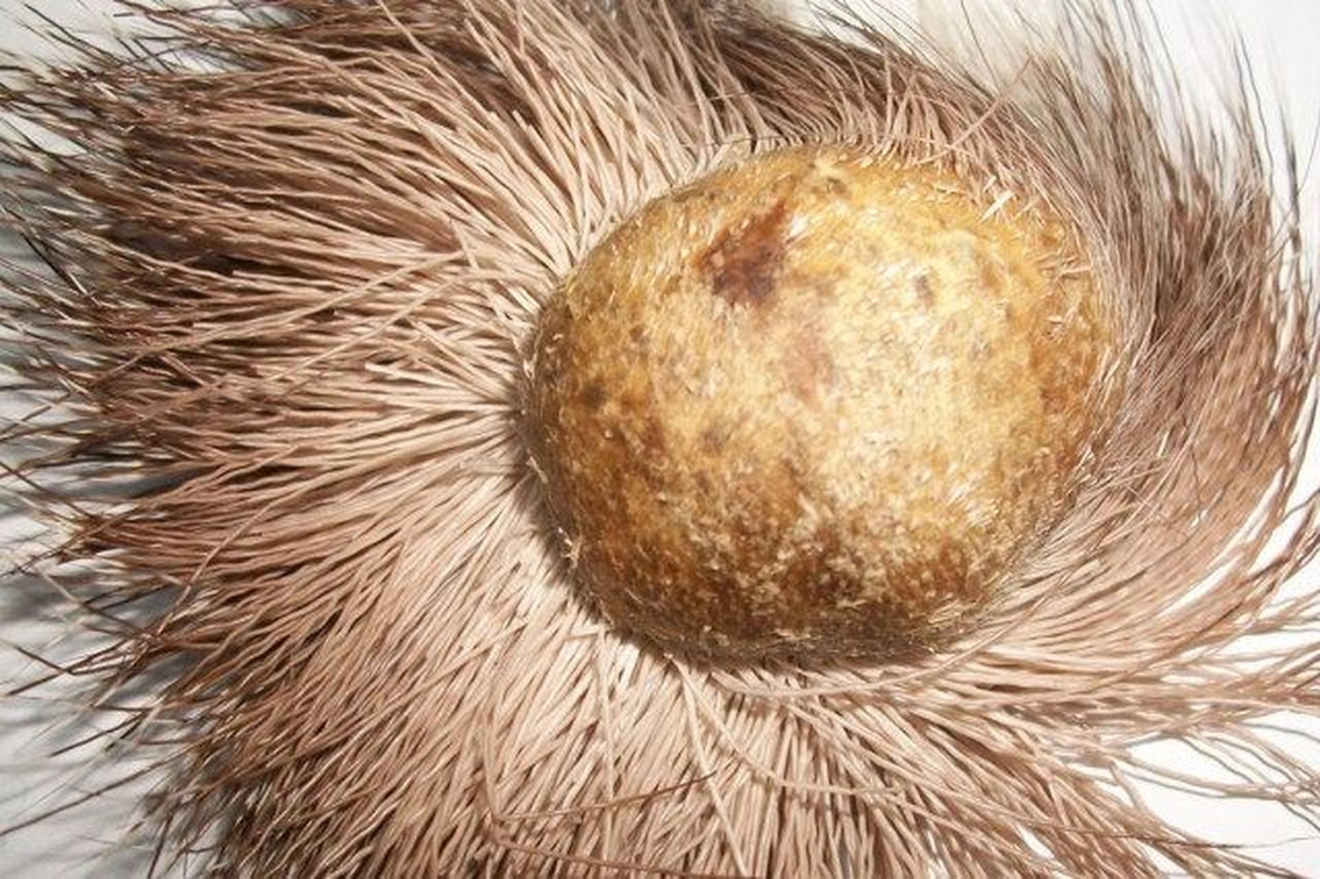 四大名香之——麝香 麝香为雄性麝鼠动物麝香腺的分泌物(贮存于麝香囊