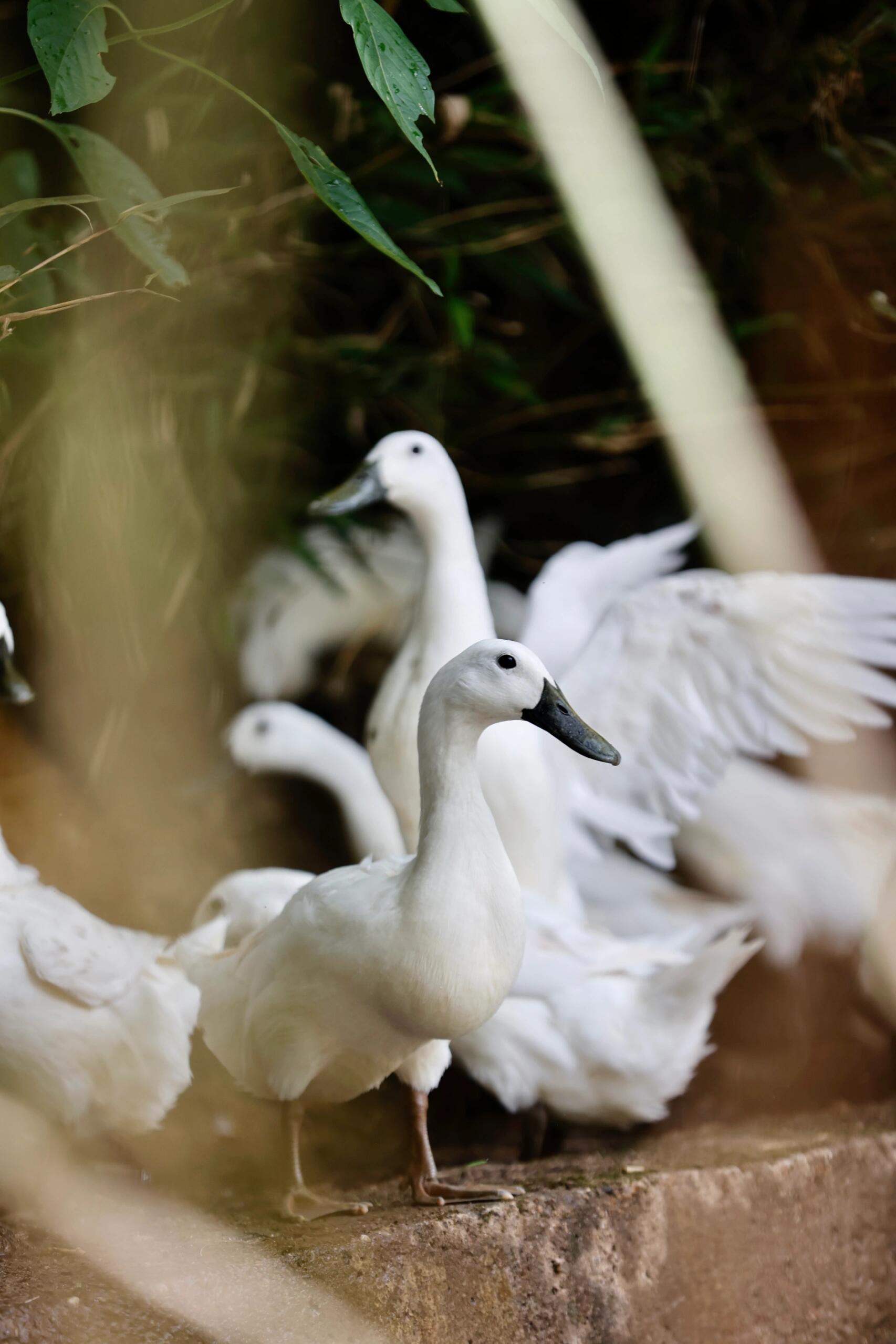 连城白鹭鸭,自然本味,全国唯一药用鸭97