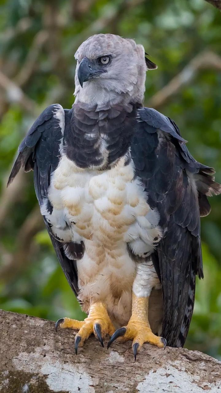 角雕是世界上最大的猛禽之一,体重5～9kg,爪子能长到12.