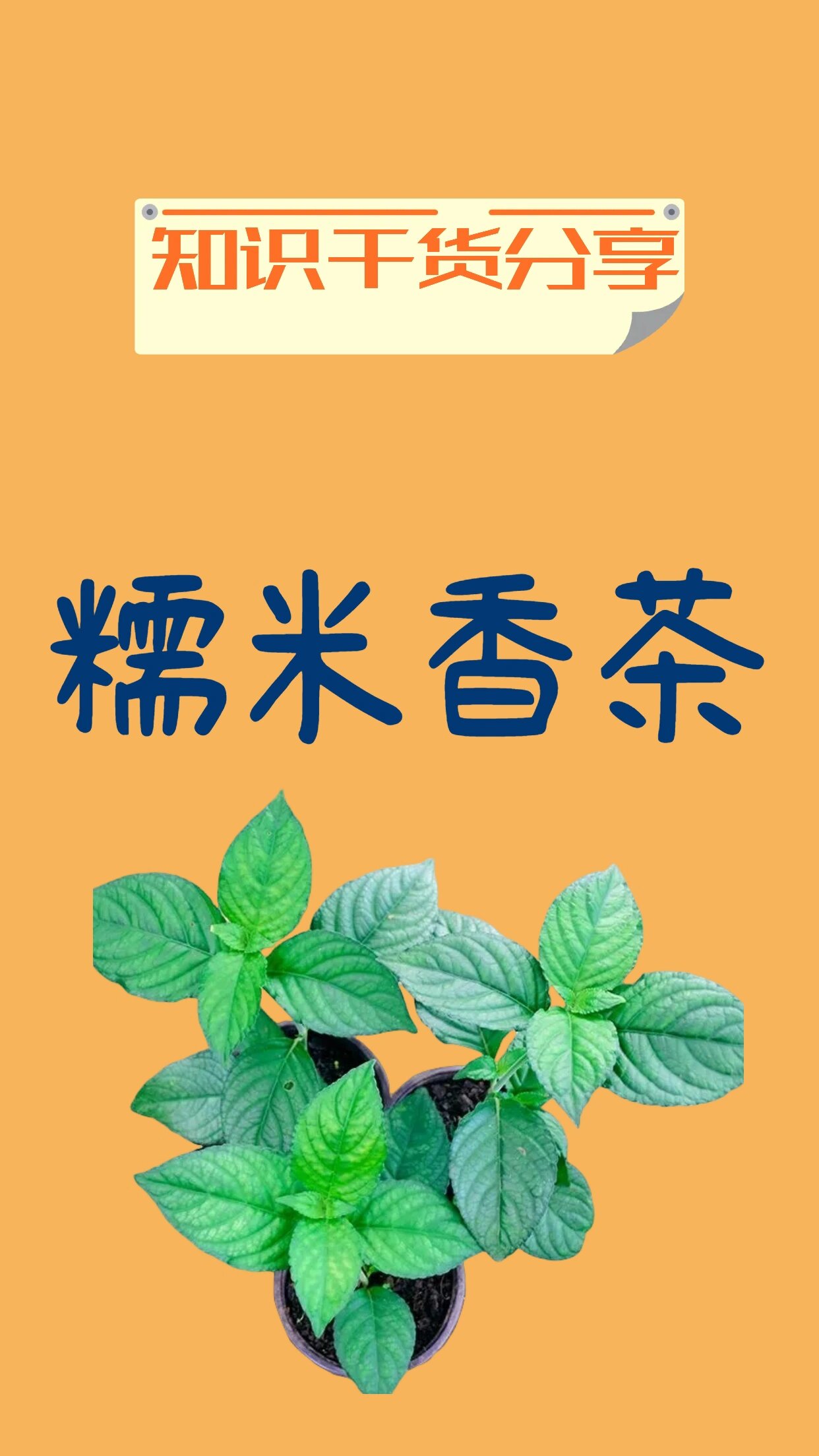 糯米香茶是啥茶?怎么样?