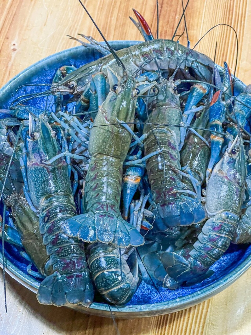 老公经常带我来上海路这家店,实在是太爱他家的澳洲蓝龙了!