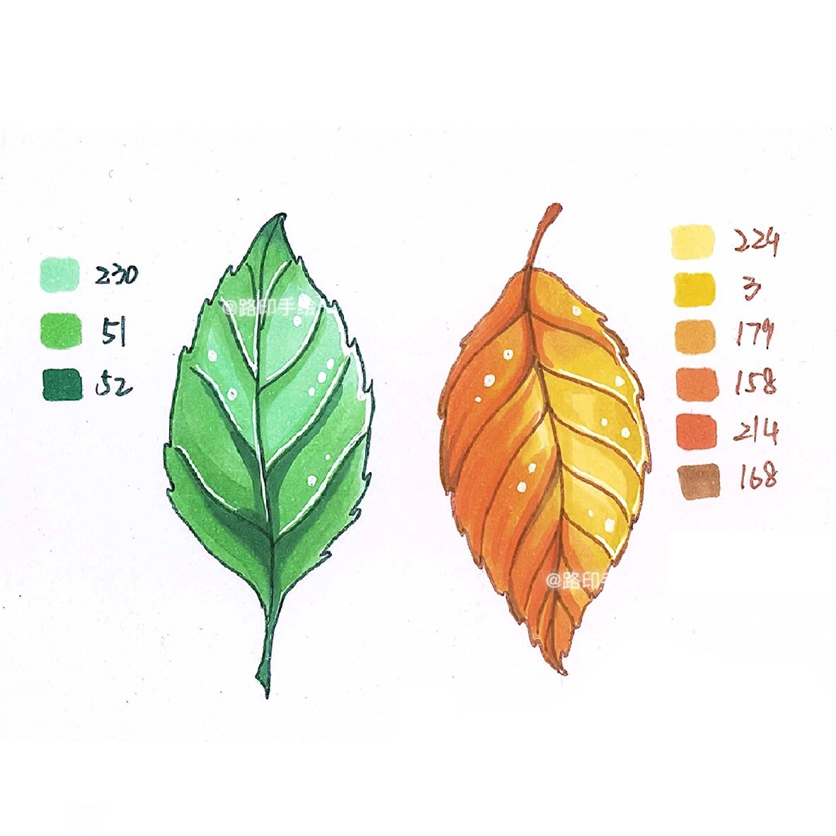 视传手绘万能元素|植物 叶子 单体 马克笔