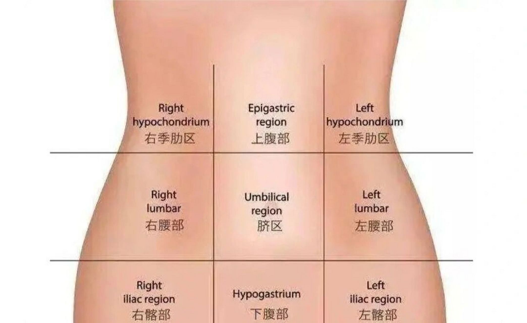 将腹部分为9个区域 左上腹部: 左上腹部的位置一般是胃,是我们体内