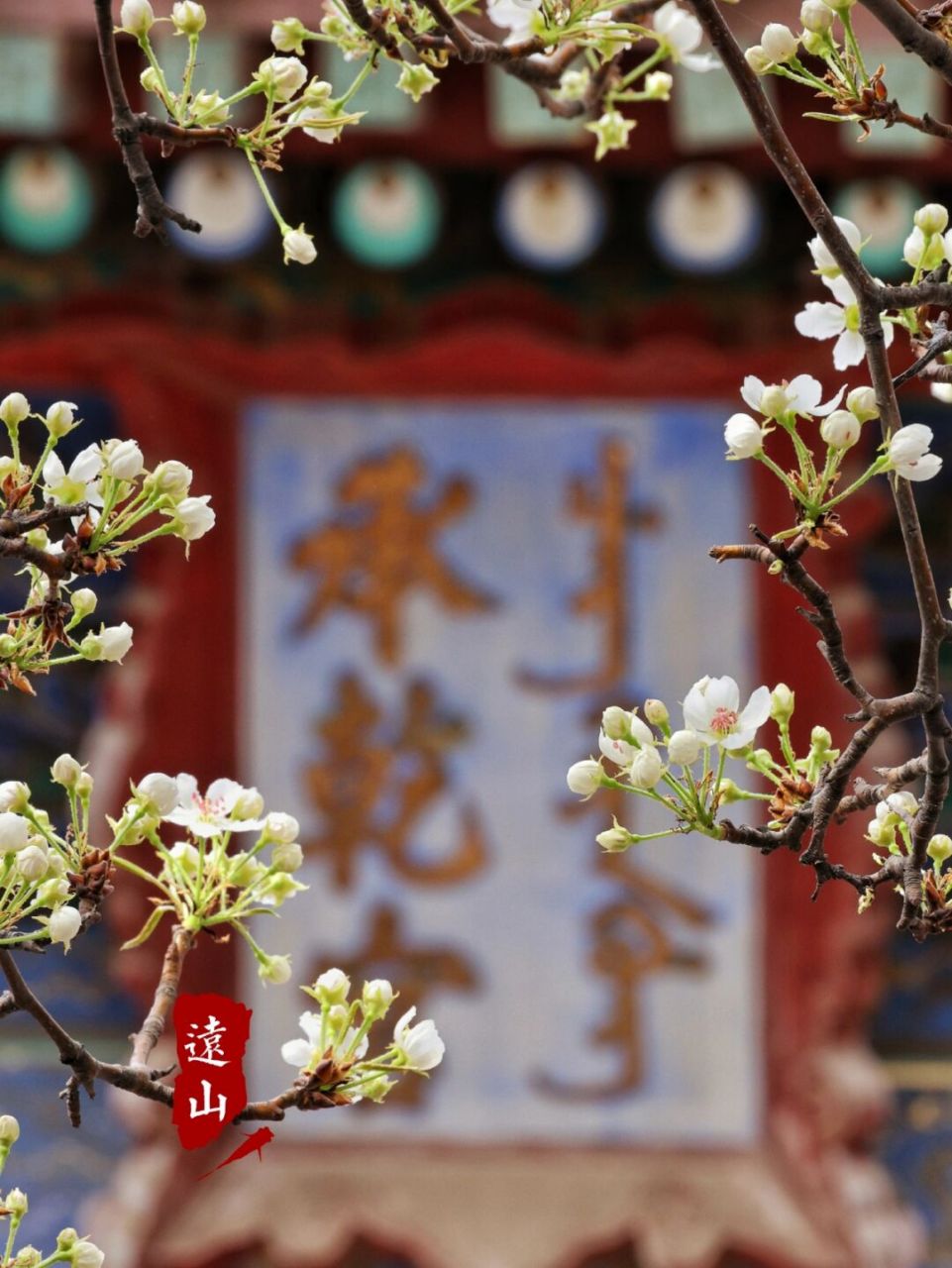 承乾宫的梨花#故宫# #故宫梨花##故宫的花