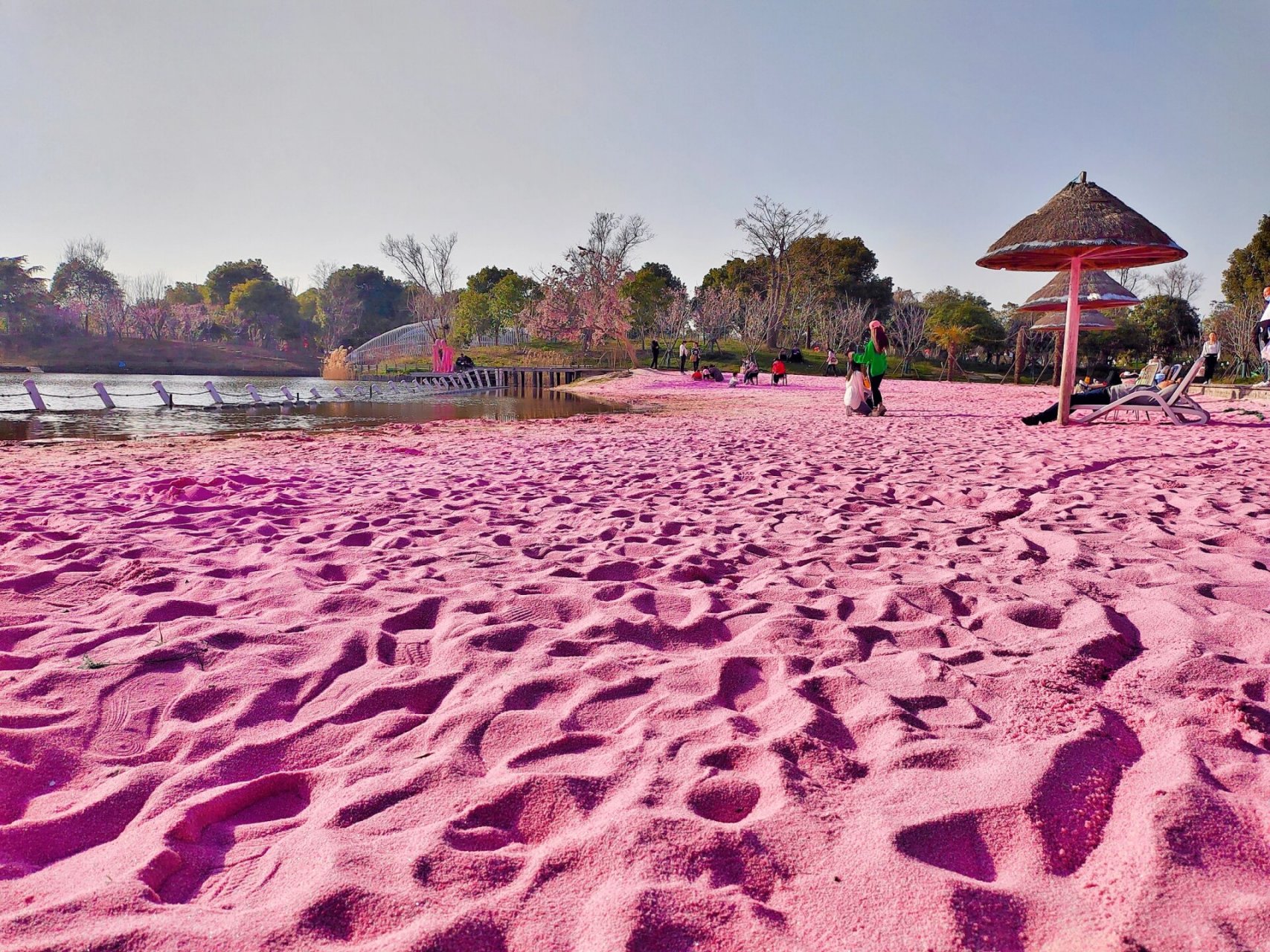 上海的粉色沙滩 原来上海也有粉红色的沙滩