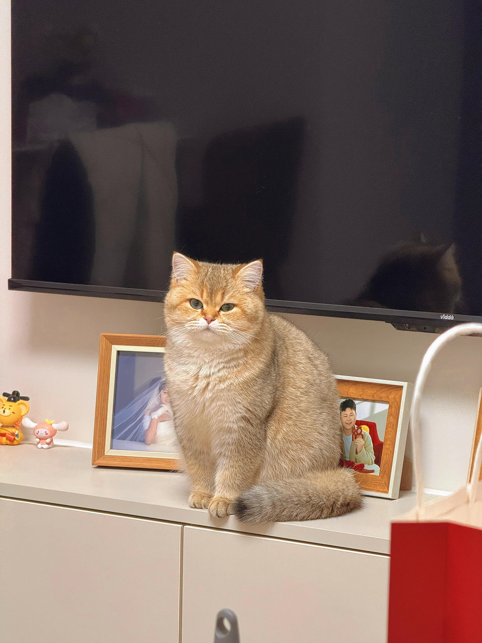 2000买的25色金渐层贵了吗 看见好多12色金渐层才是两三千入的,看看