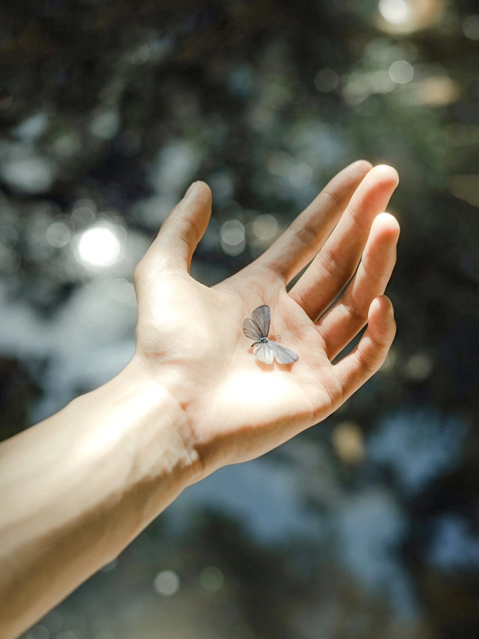身体里的灵魂 如同一只梦的蝴蝶 穿过微风 跃过青山 飞往我爱的花