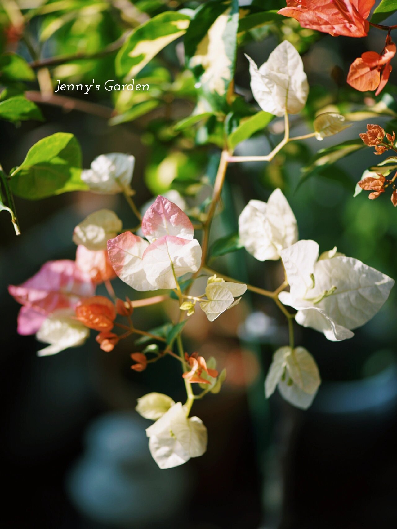 2022年的阳台小花园～|三角梅金心橙白 这棵金心橙白到家有两个多月了