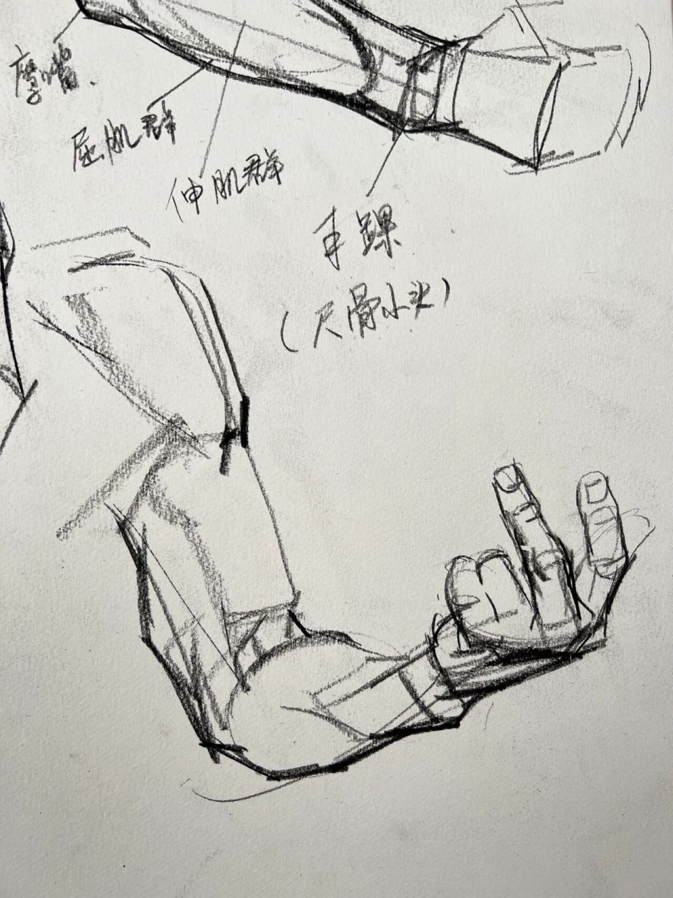 速写|手臂的肌肉结构的讲解 画速写一定要了解肌肉结构,不同的角度都
