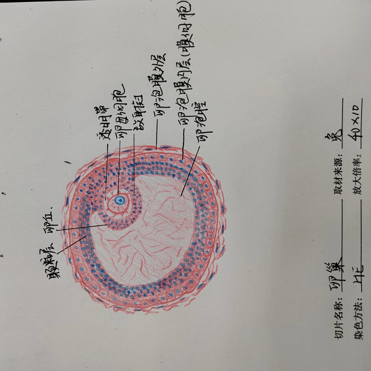 卵巢组织结构手绘图图片