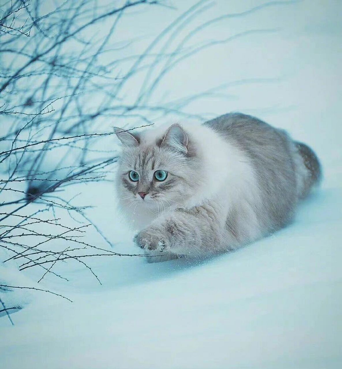 西伯利亚森林猫拉雪橇图片