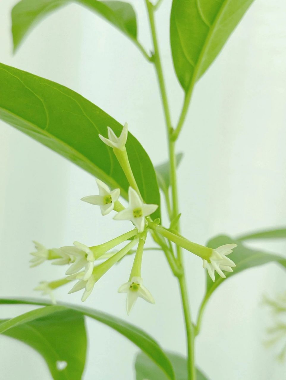 各种夜来香花的图片图片