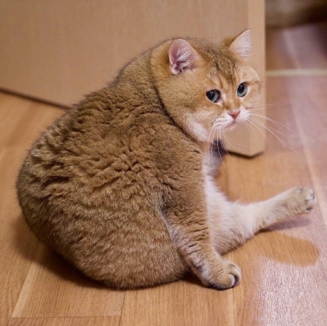 超可爱的大脸橘猫,薅猫毛.