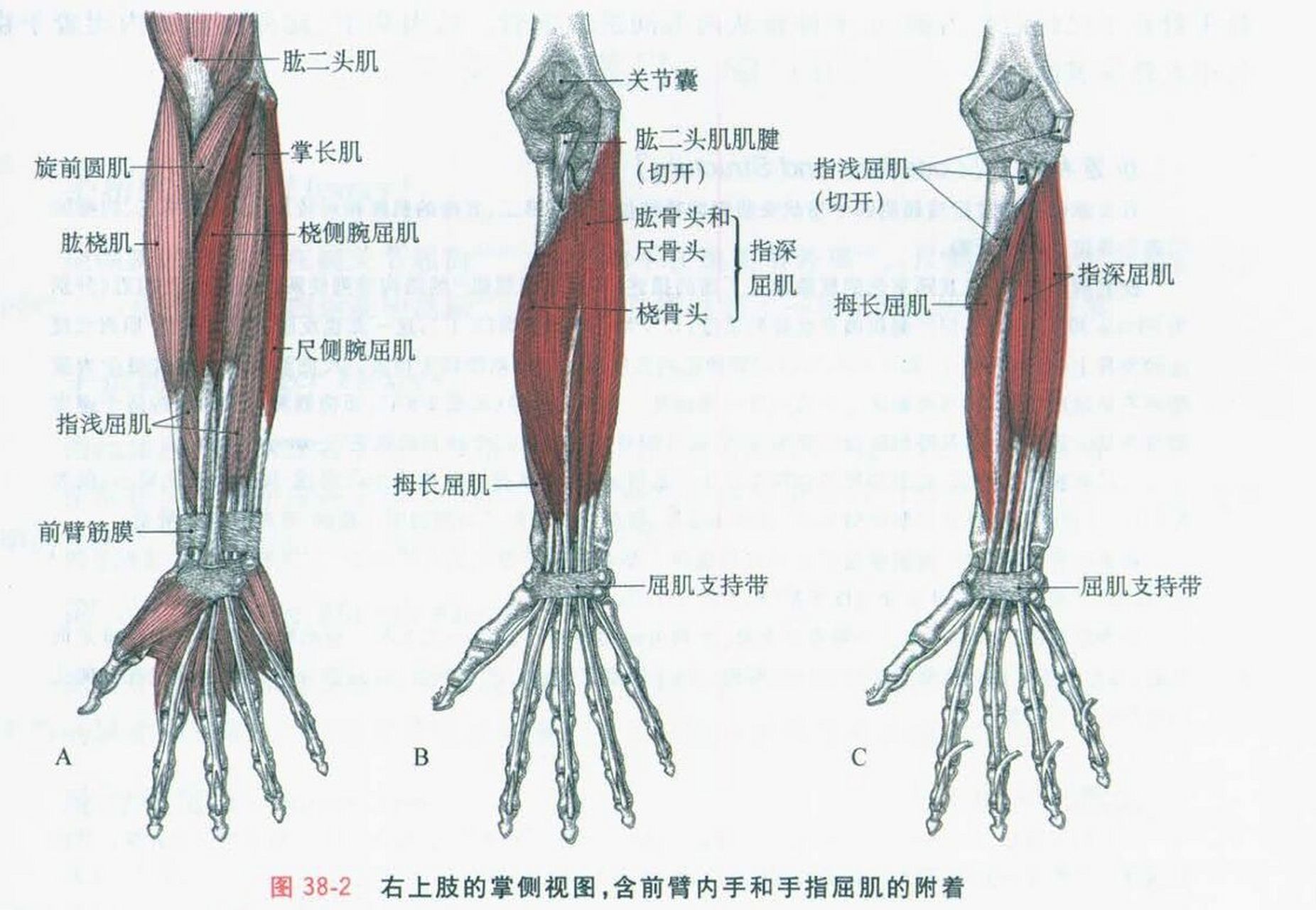 胳膊到手的详细图图片