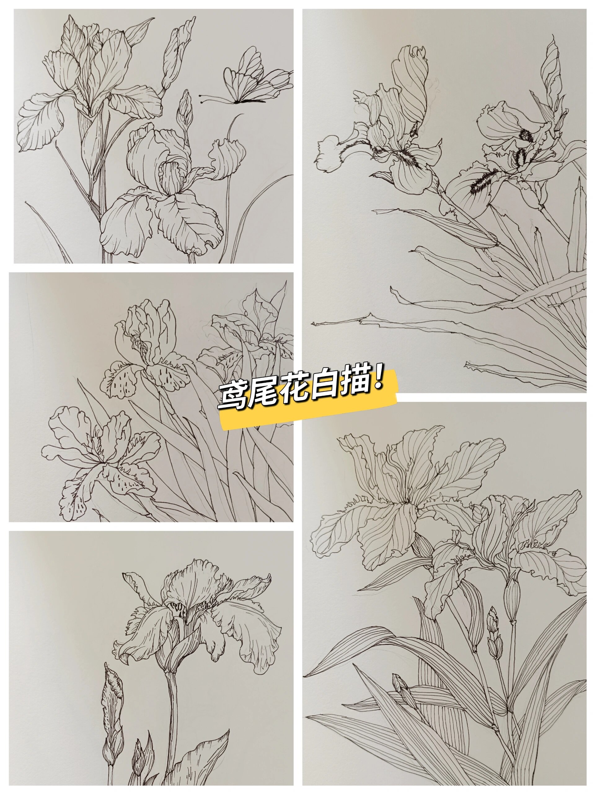 鸢尾花工笔画图片