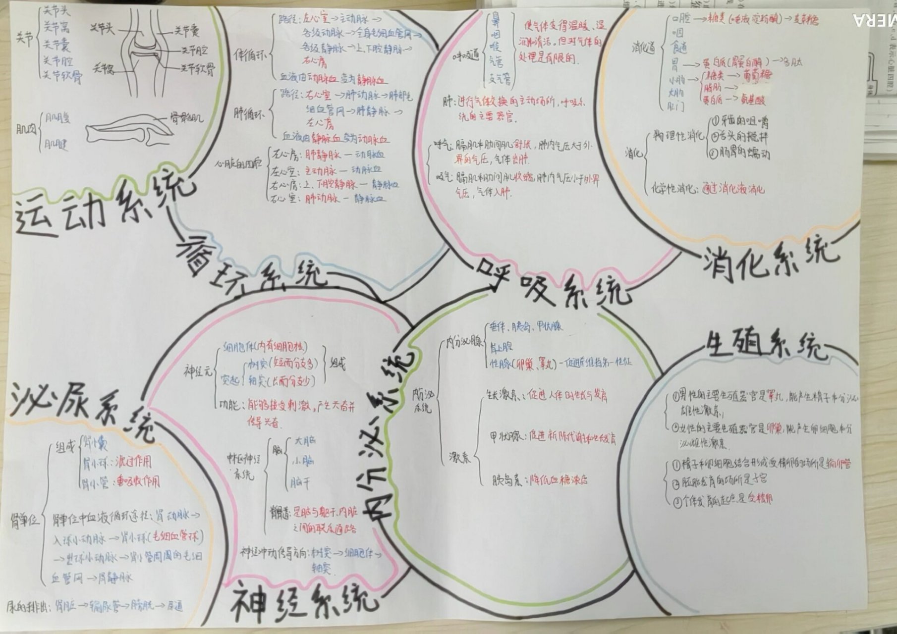 人体系统思维导图简单图片