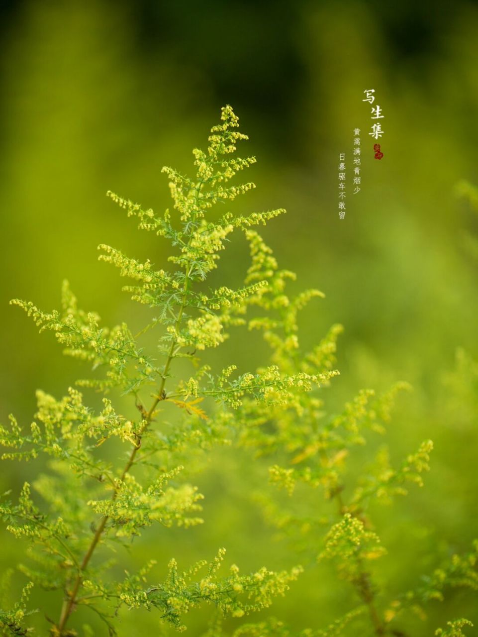 植物黄蒿长什么样子图片