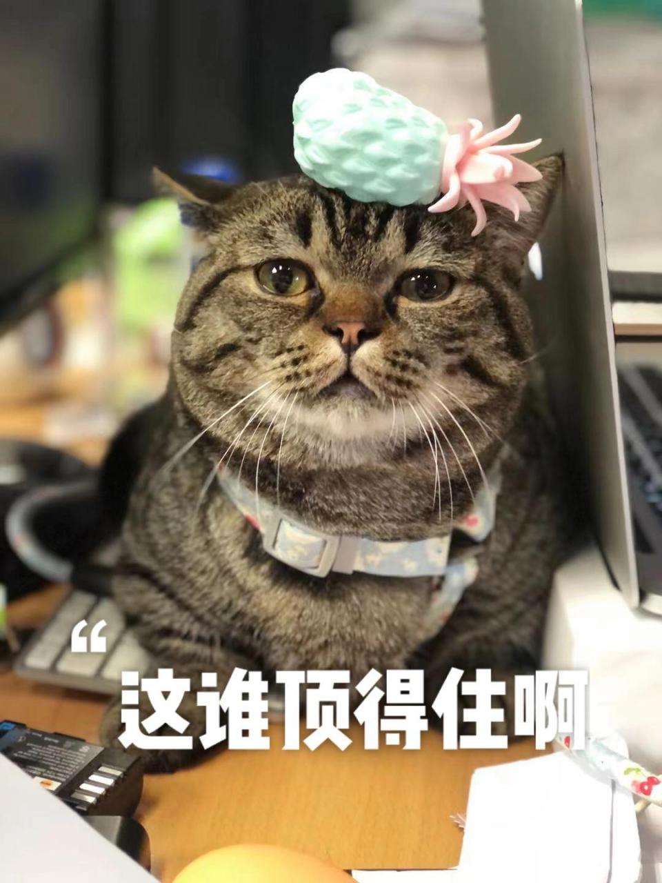 工作压力山大 表情包儿