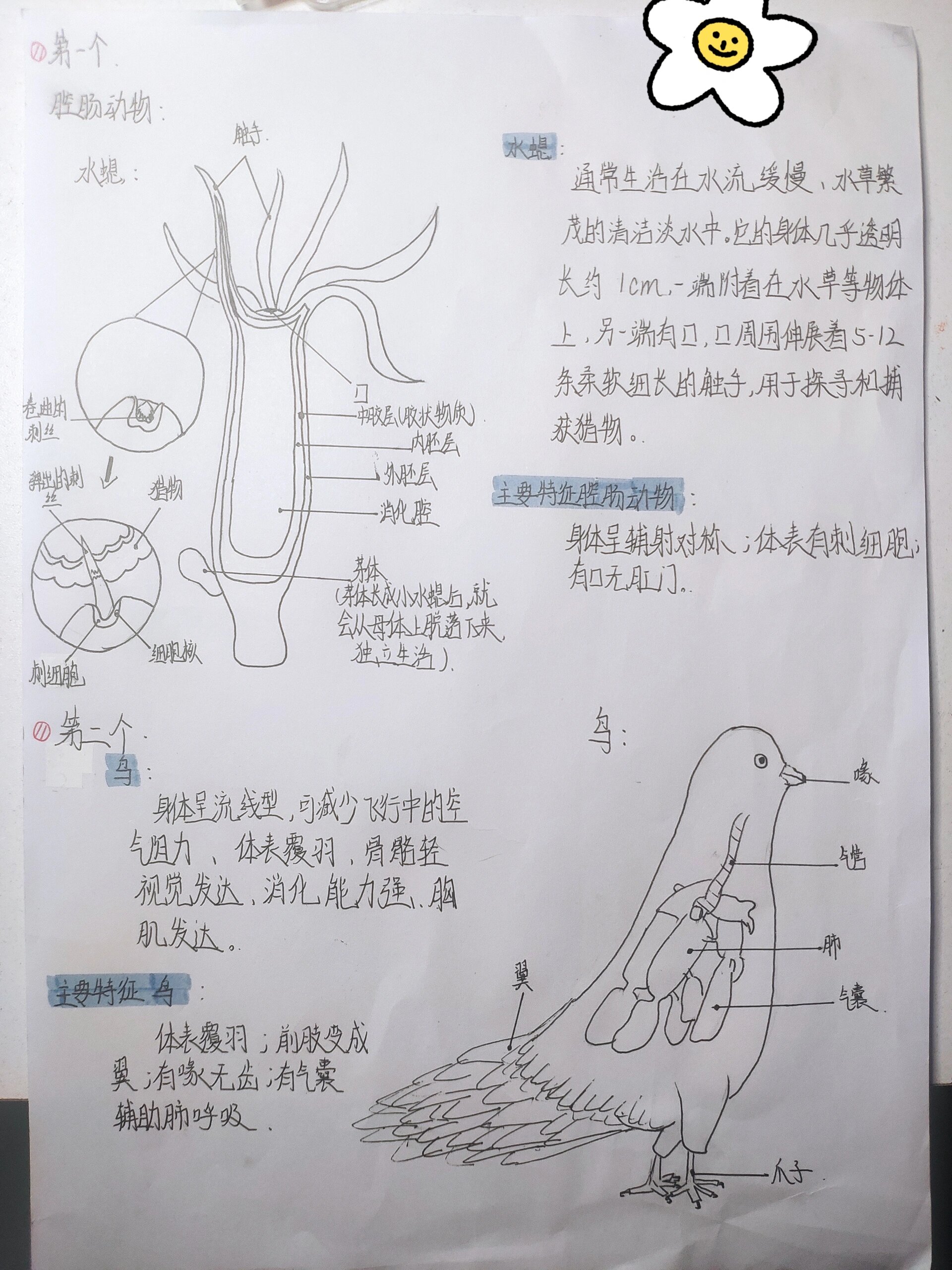 八上生物结构图