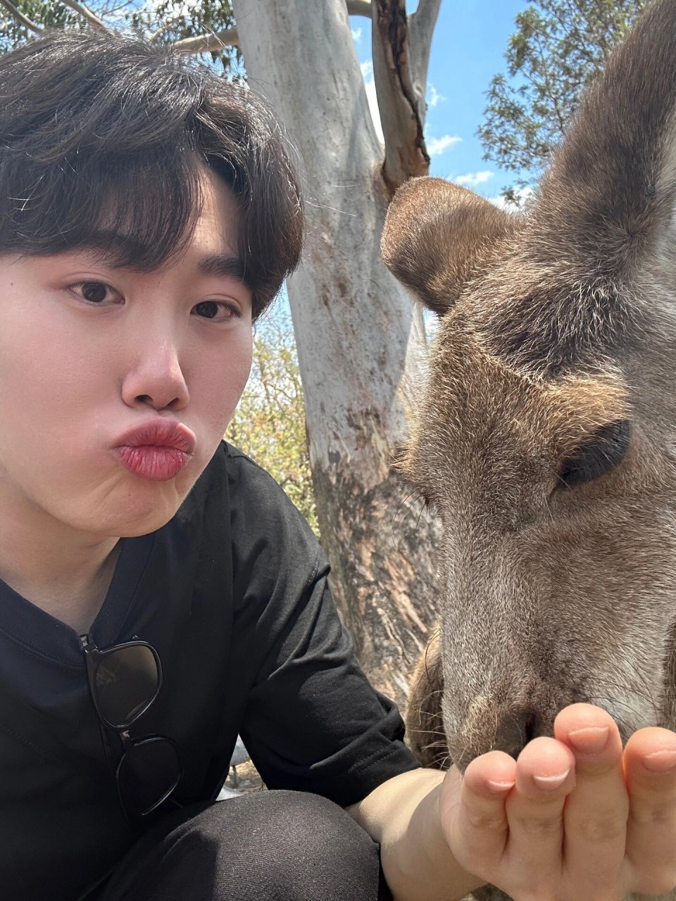 lone pine koala sanctuary 终于在brisbane抱到了心心念念的考拉94