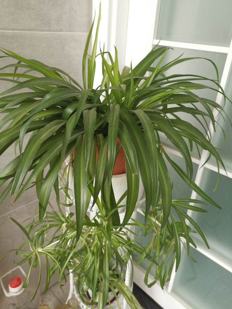 纯绿色吊兰,金边吊兰,金心吊兰你们觉得那种最好看?