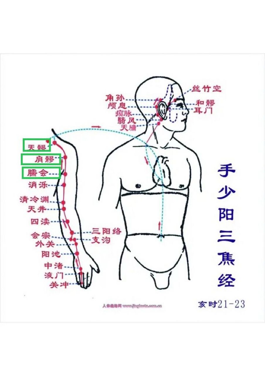 天髎的准确位置图图片