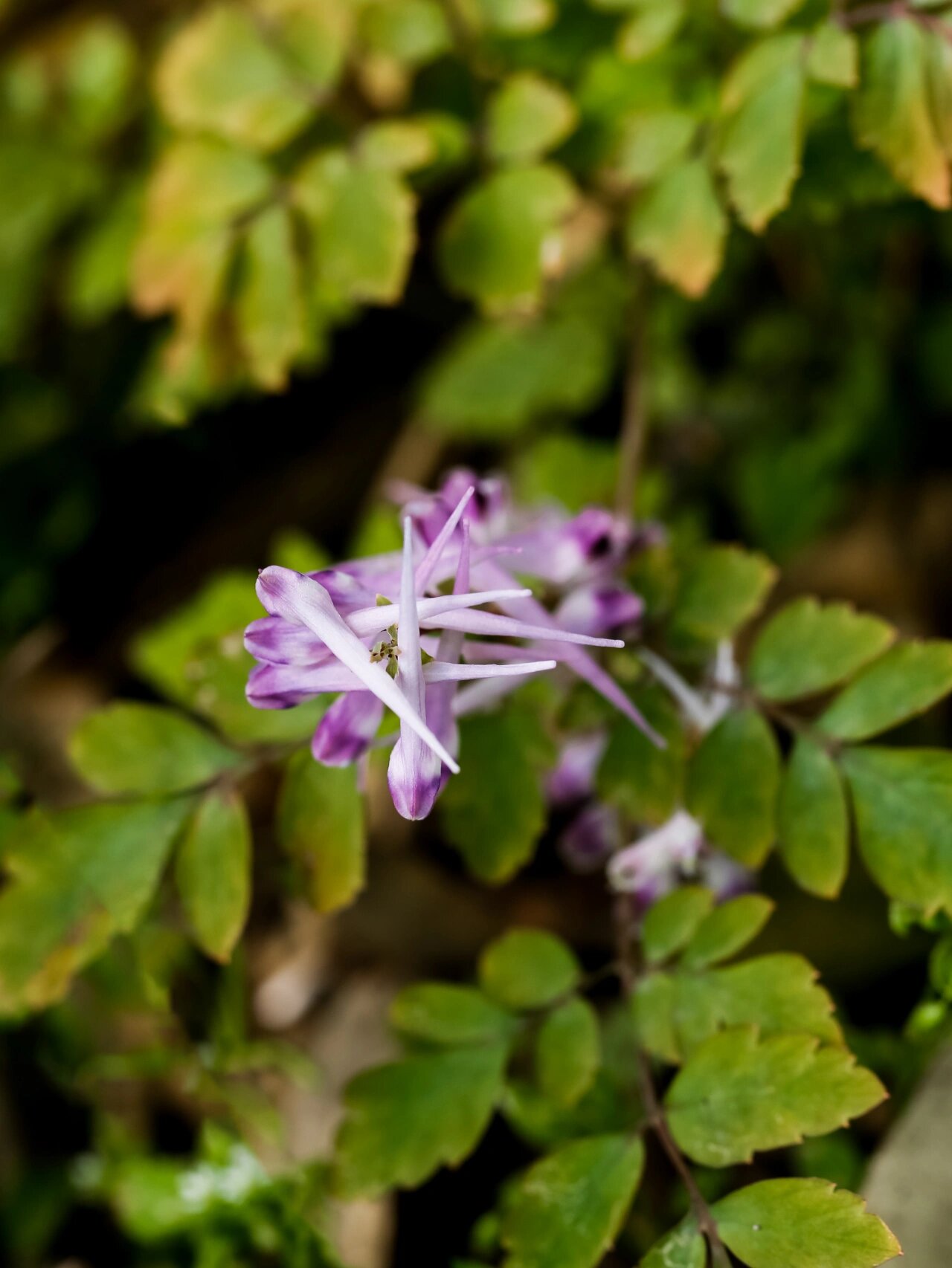荒野之花||珠芽尖距紫堇,从赏叶到养花