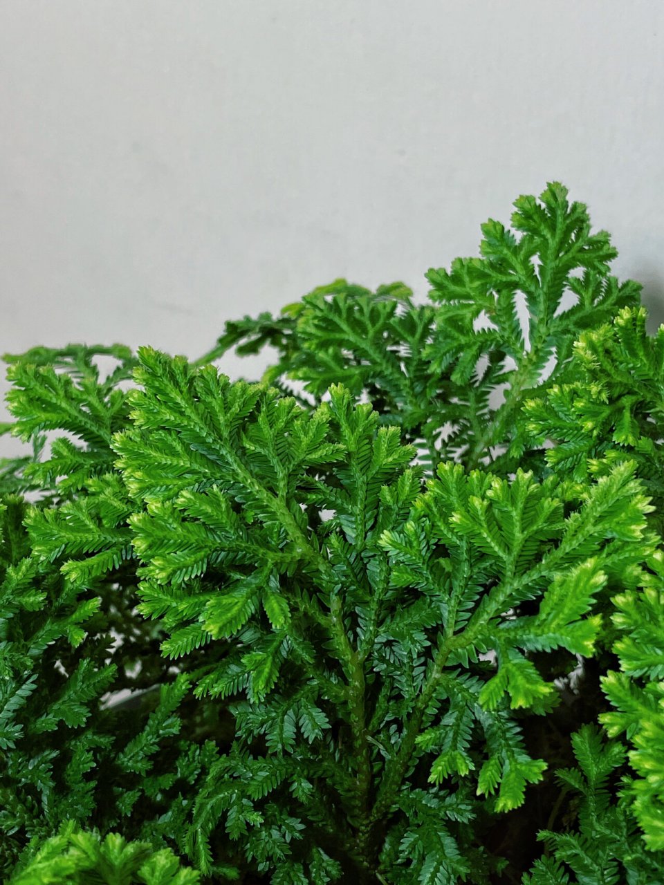 查无此物的植物:银边卷柏 银边卷柏:多年生蕨类植物,适宜于点缀假山