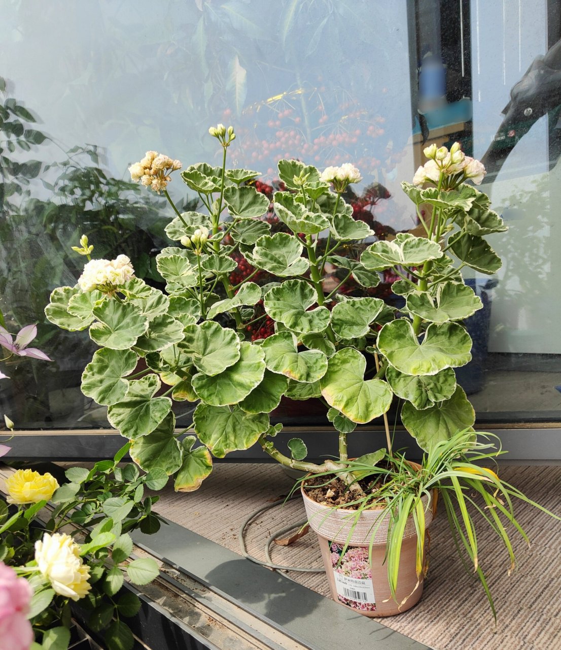 那些没挺过夏天的天竺葵之银边苹果碗 属于直立天竺葵里的碗类天竺葵