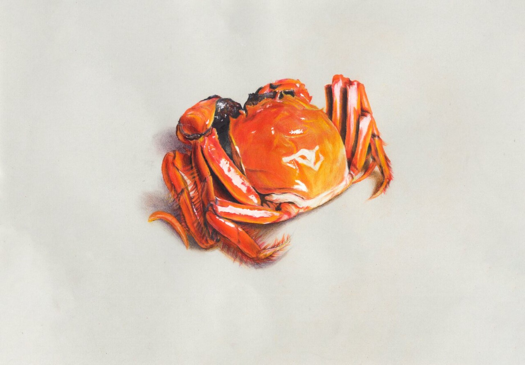 螃蟹怎么画 彩铅图片