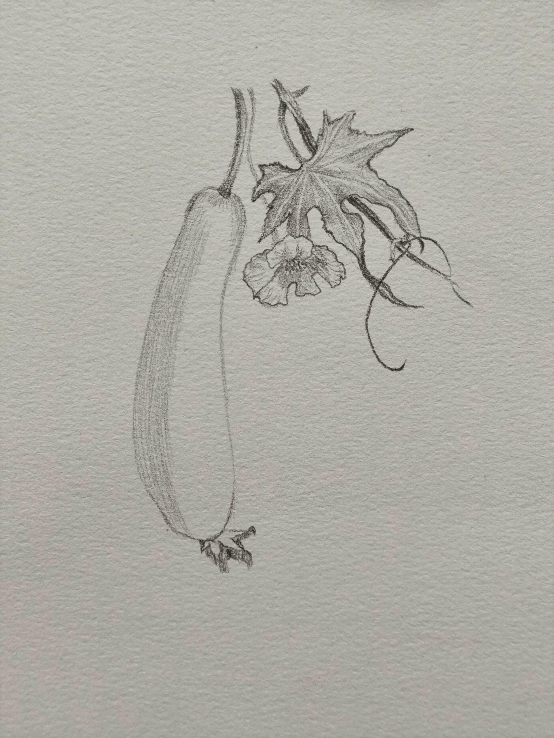 挑战100张植物素描之丝瓜(26/1