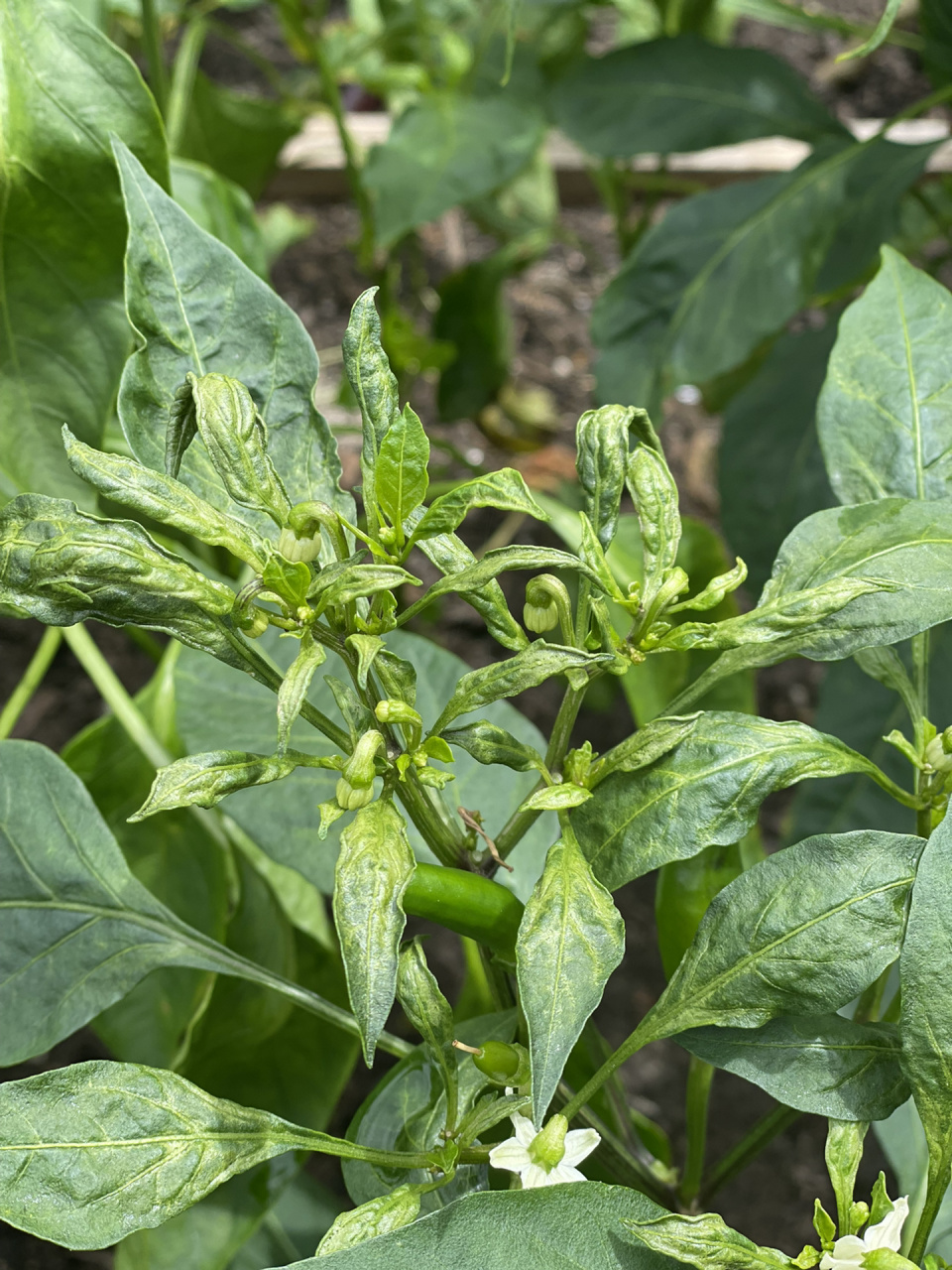 辣椒叶子卷曲是什么病?