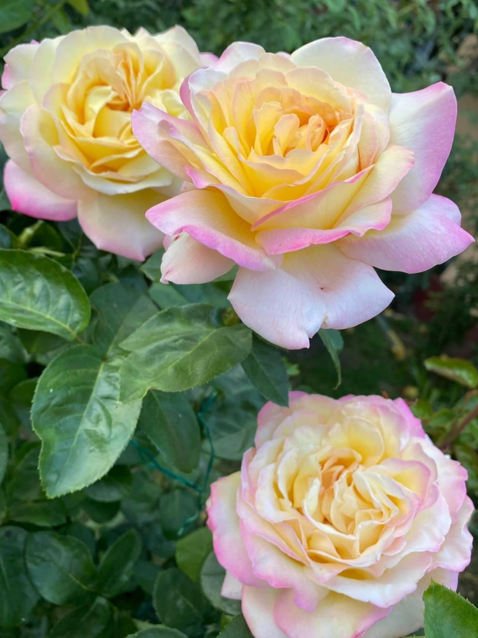 月季"和平"15cm大花,温和香水味 在全世界每一个月季品种园里,都会有