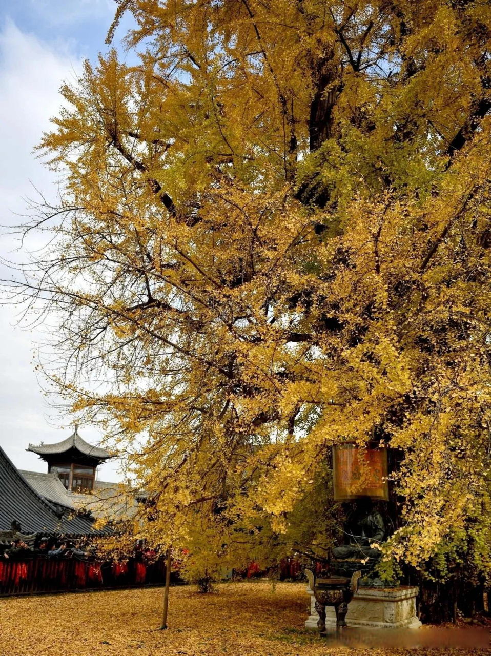 云游风物之旅 西安古观音禅寺里面的千年银杏树.