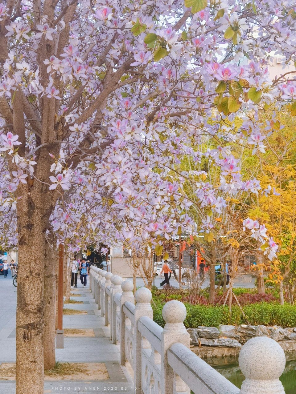 河源哪里有赏花景点图片