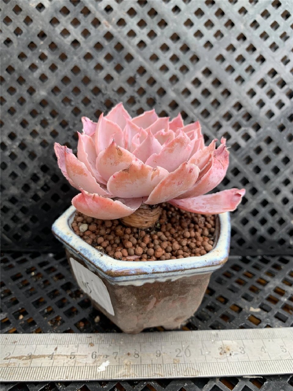 96每天认识一种多肉9411496粉色天使 95形态特征 pinky又叫