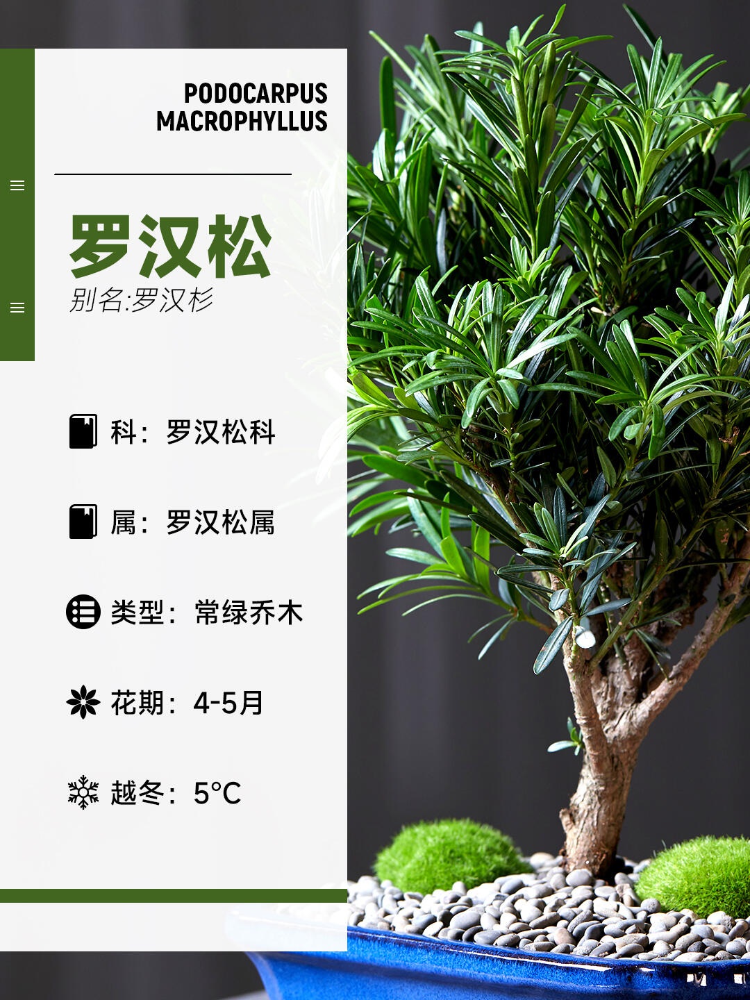 每天一种花草养护知识 | 罗汉松