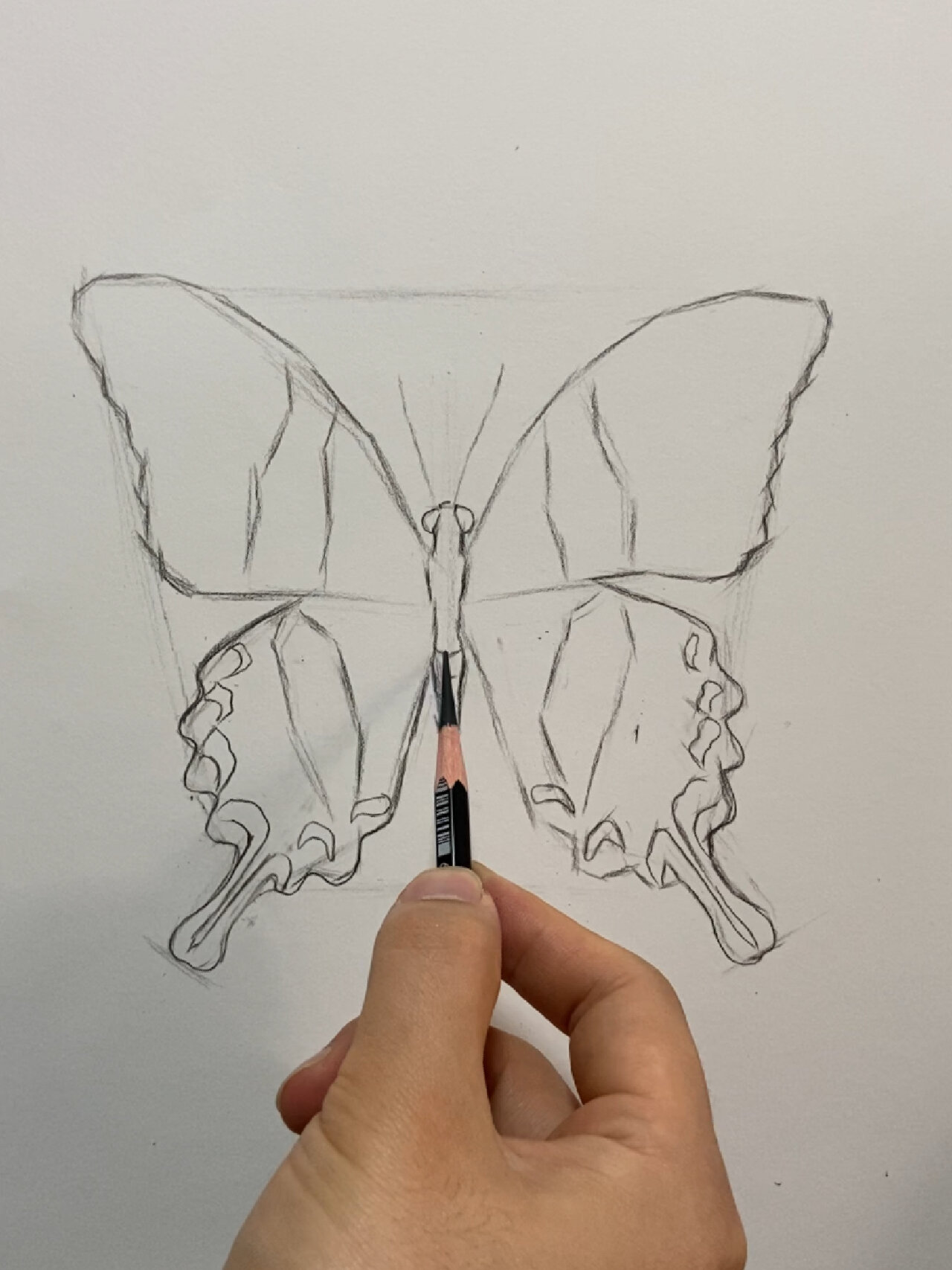 素描动物教学(蝴蝶篇)附详细过程图