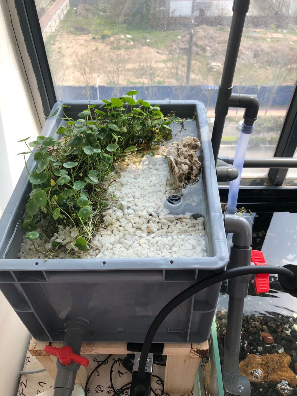 自制的沼泽过滤水箱 自己制作的过滤箱 养些乌龟🐢 还有虾