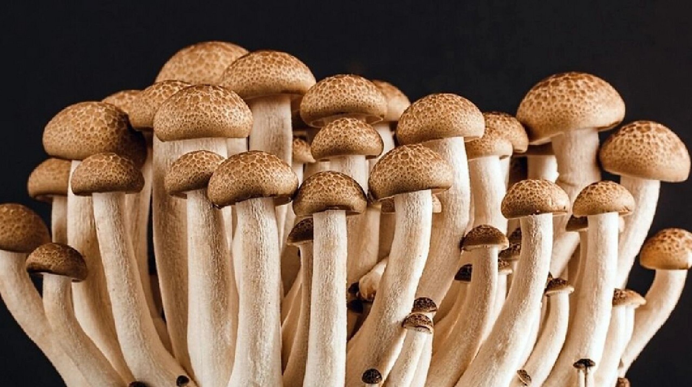 蟹味菇的营养价值,功效与作用 1.