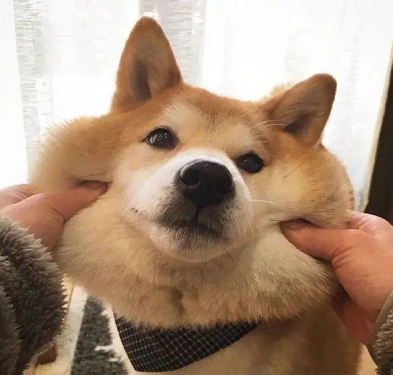 情侣头像(猫猫狗狗版) 我超爱猫咪狗狗的情头!