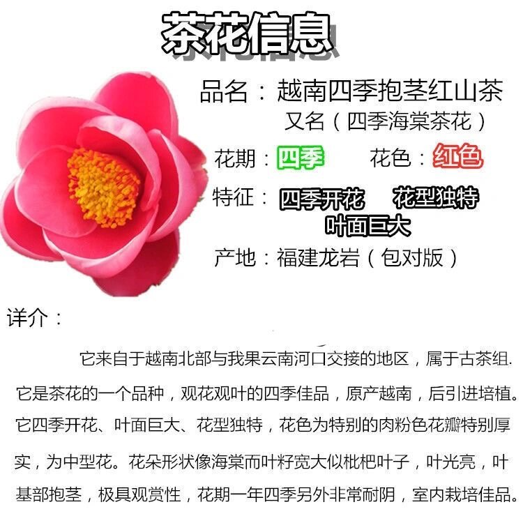 四季海棠开花时间图片