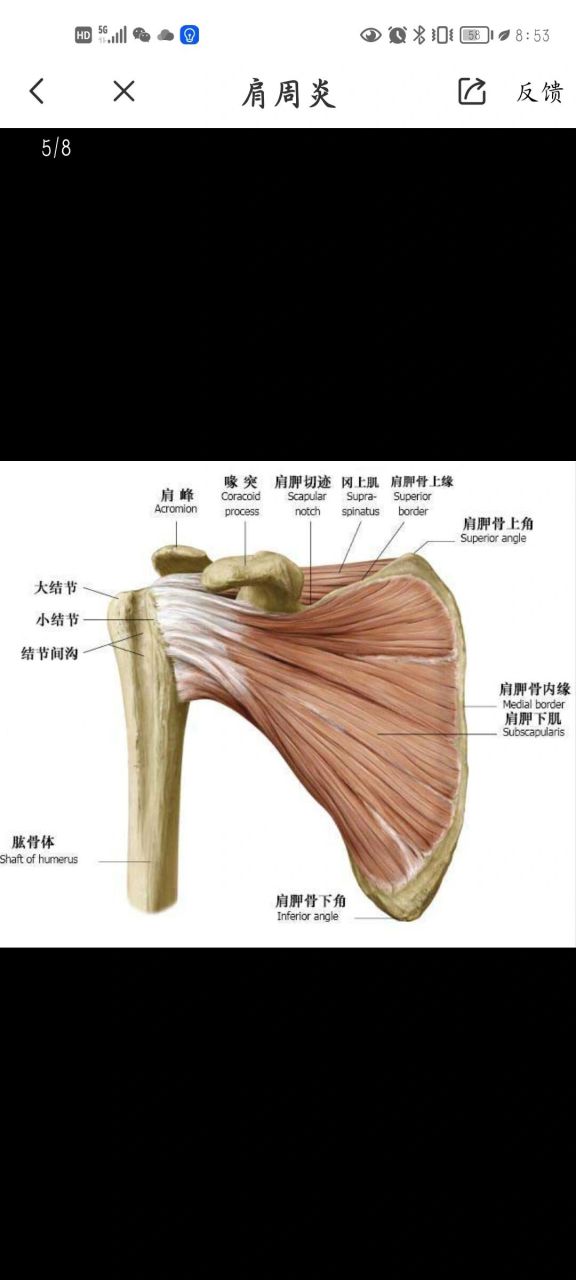 肩胛骨分区图片